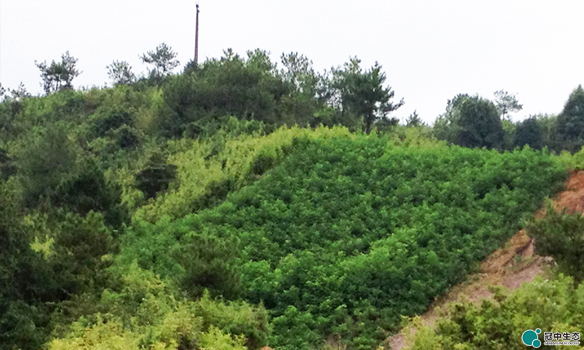 CA88(中国区)有限公司 - 官方网站